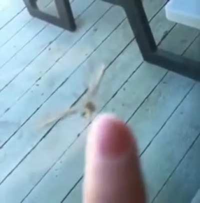 Damn mosquitos