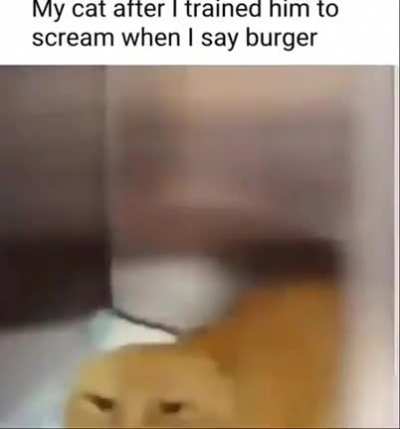 burger 🗿