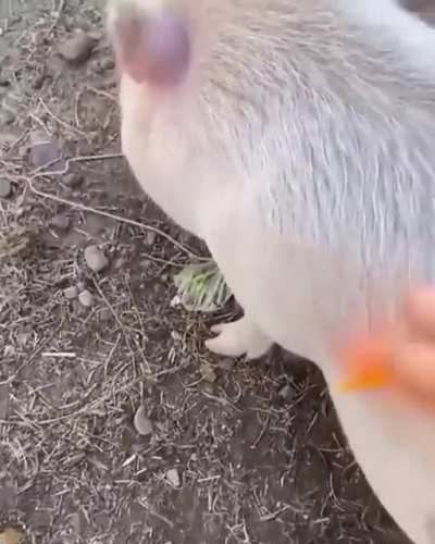 Bacon