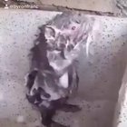 Mouse taking a bath!!!