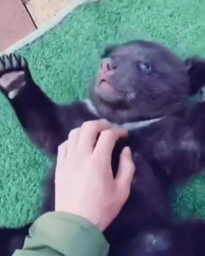 Rub my belly please