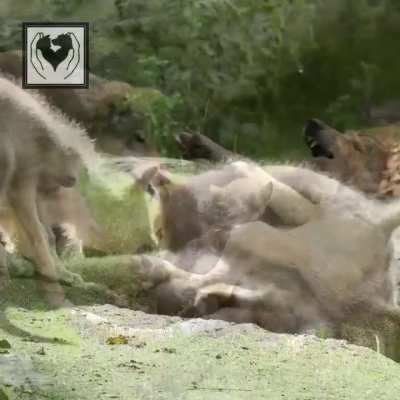 WOLF LUV