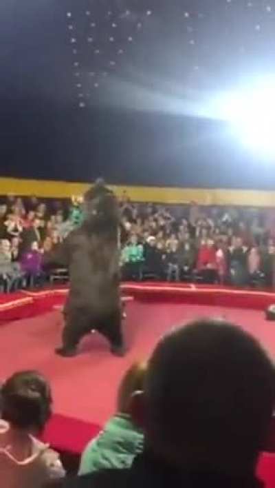 Bear attacked a man in the circus