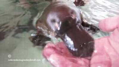 Platypus eating from hand and getting belly rubs