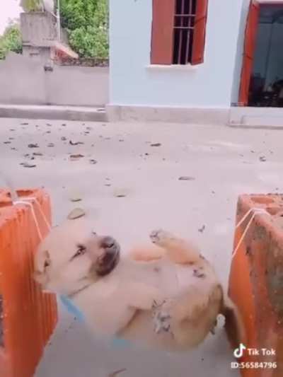 Swinging pup
