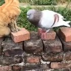 Mike Tyson’s pigeon and Hollifield’s cat.