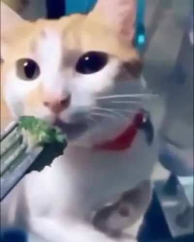 Cat hates broccoli
