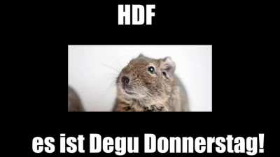 hald dainen fressen.