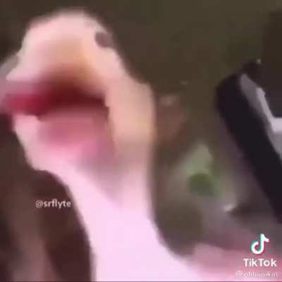 Vio