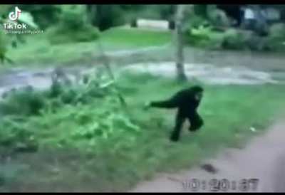 Rascal monke