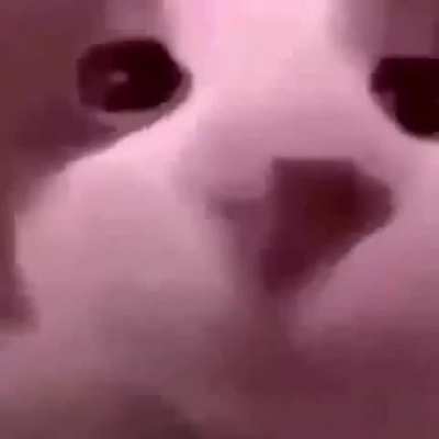 Kissing cat sex