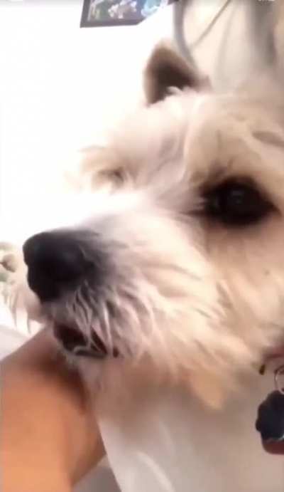 Dog being more precautious than Americans about covid-19