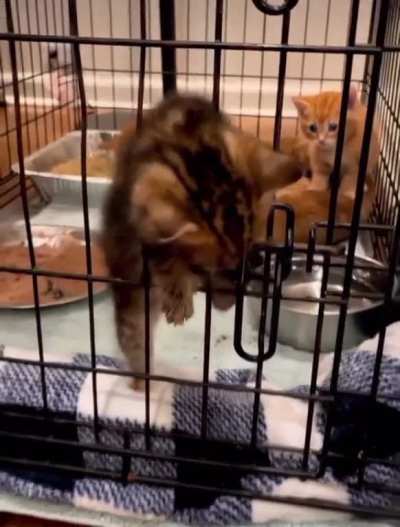 Prison escape