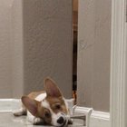 Best toy in the house