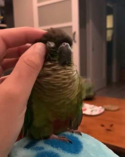Yawnbirb