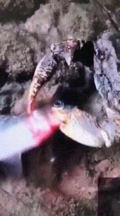 A crab killing a fish