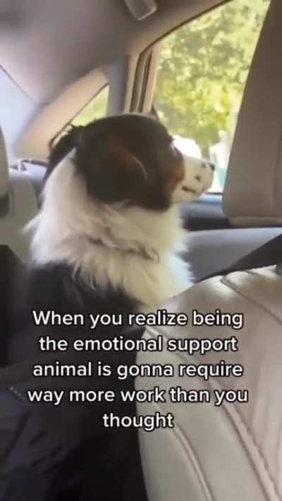 woof woof