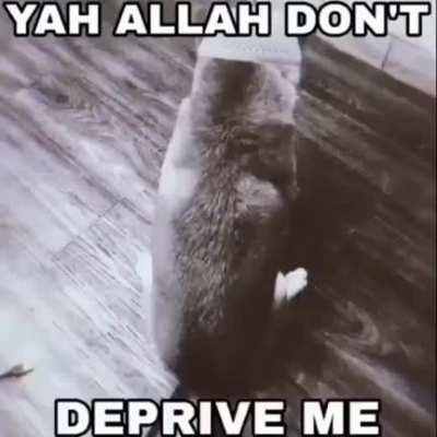 Allah said it!!!<wbr>!!11!<wbr>1!1!1<wbr>11!!!<wbr>!!😢😢😺<wbr>🌹👋👋🌹🌹<wbr>🏳️‍🌈🏳<wbr>️‍🌈🇾🇪<wbr>🇾🇪