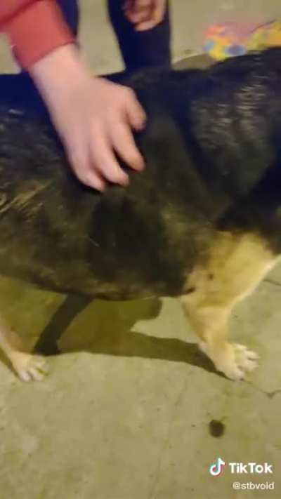 Perro Guaton
