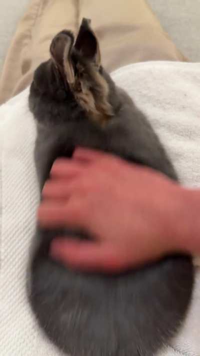 Rotund