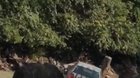 Angry bull rhino repeatedly rolls over and attacks a keeper’s vehicle while they’re inside