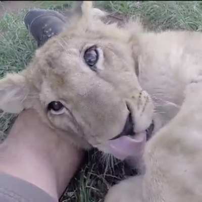 Uhhh... Pet it?