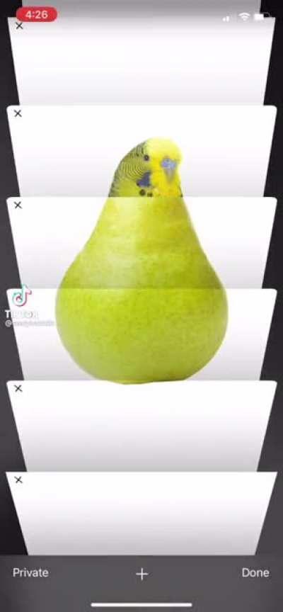 budgie but it’s a pear