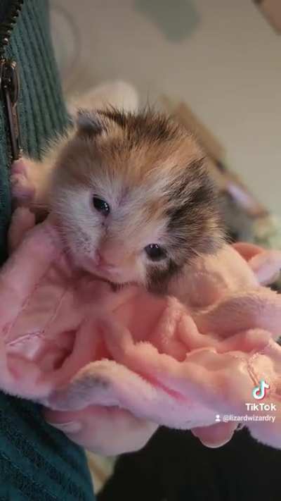 Apricot Confessing to Her Crimes