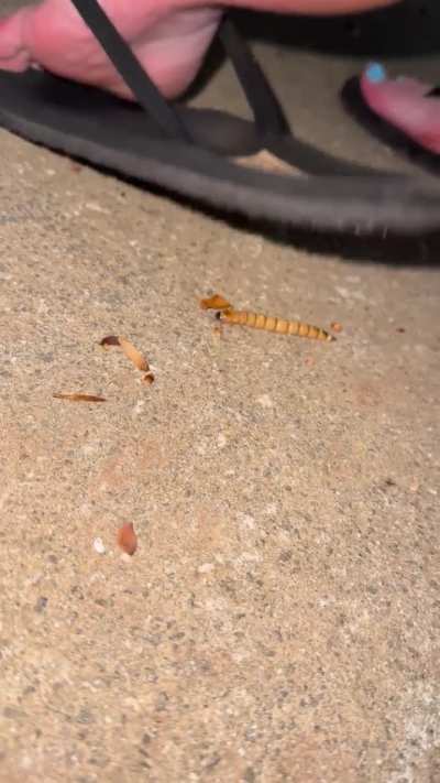 Creepy crawling