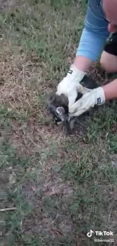 Raccoon is free