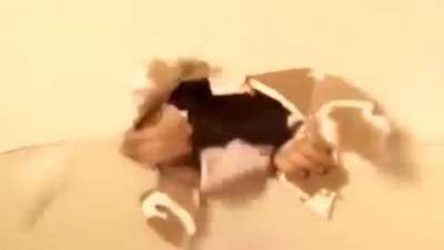 When Rat