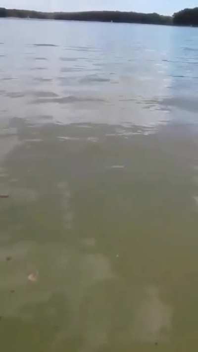 Dog catches a delicious bass