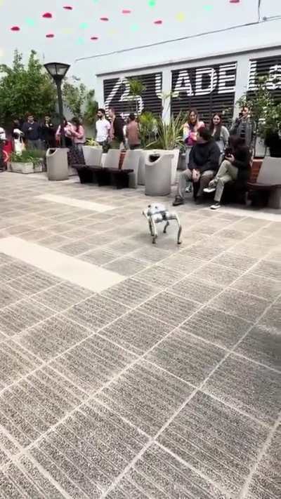 En la UTN tenemos perros de verdad