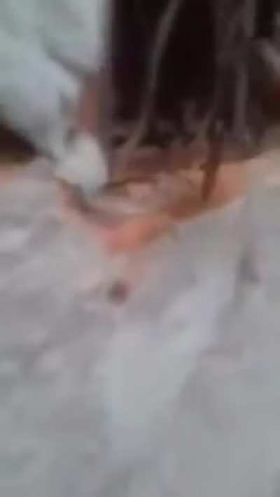 Ó o calango