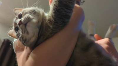 Purr with the belly rubs. Volume up!