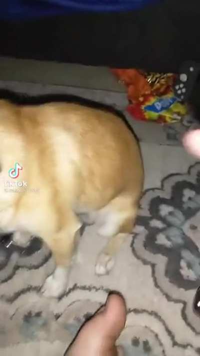 Don't touch the butt (the sequel)
