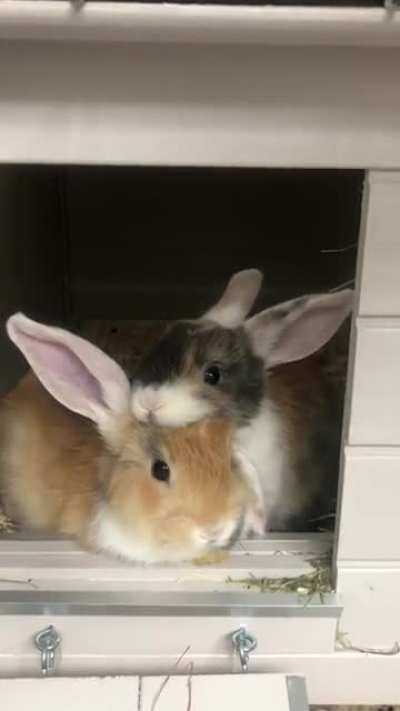 Saturday snuggle sessions with Pip and Bo 🥰
