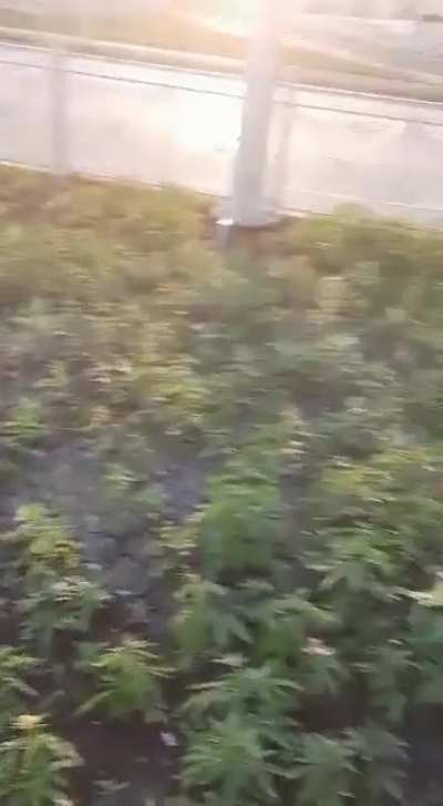 Почесу 