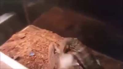 rat
