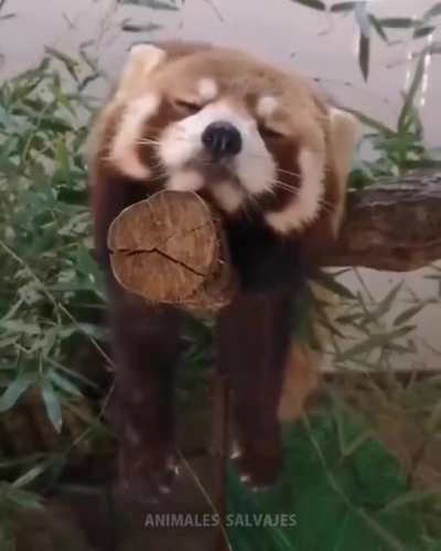 sleepy Red Panda....