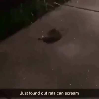 Rat scream (better version)