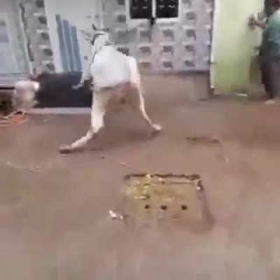 Cow went metal