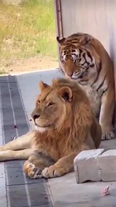 Tigers are solitary creatures that value personal space, while lions are social and clingy, often encroaching onto the tiger's very space.