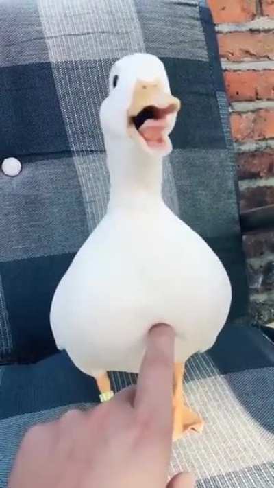 Крякающий Дональд