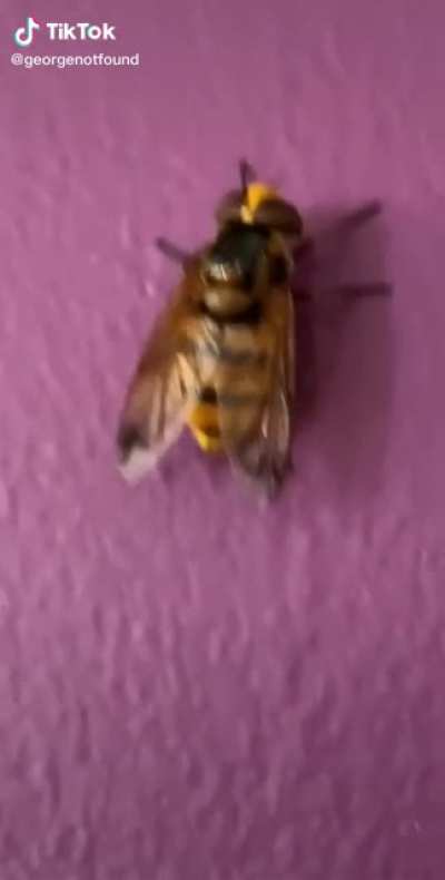Look at this wasp