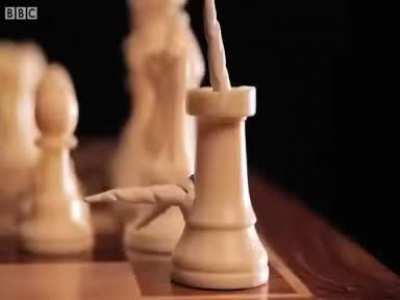 The greatest chess game...
