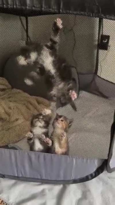 This is my sight every morning. Can they be this smol forever.