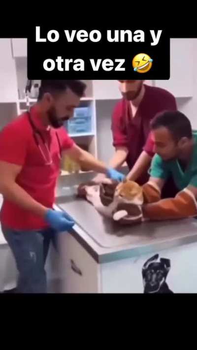 🐱🍆