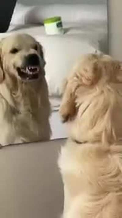 Apenas um cão sorrindo no espelho para alegrar seu dia