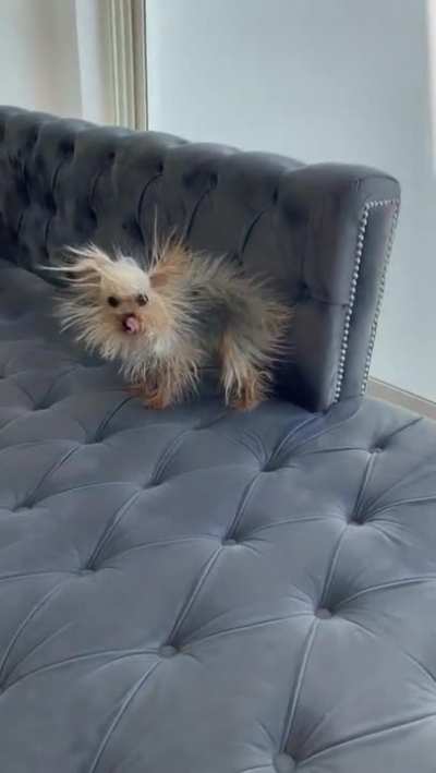 A very staticky little munchkin after rubbing herself all over the new couch!